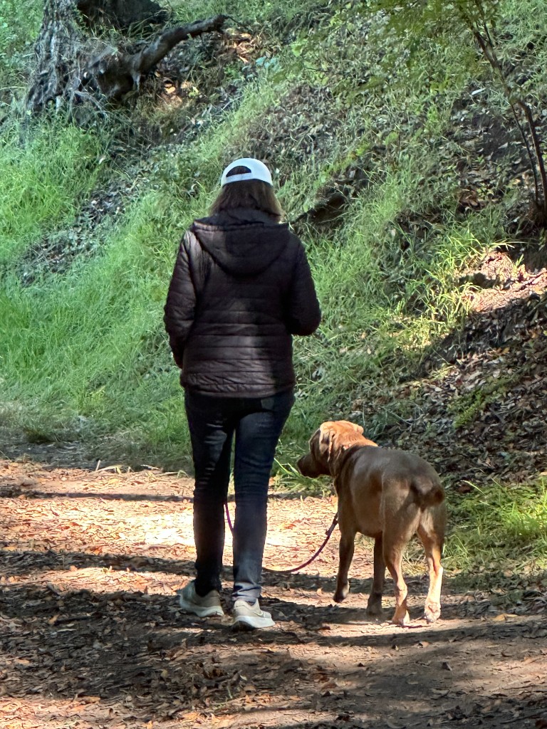 A neighbor walking a dog along a leaf-covered path in Alta Woods