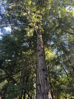Looking up the trunk of a mature redwood into the Alta Woods canopy